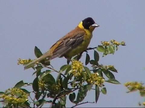 Image of Black-headed Bunting