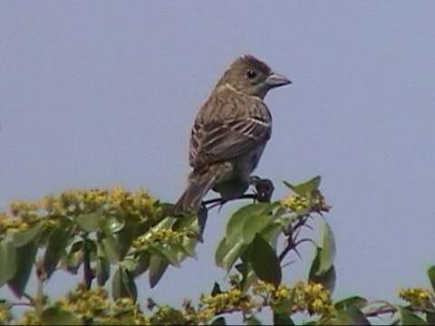 Image of Black-headed Bunting