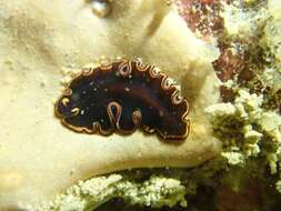 Image of red-rim flatworm