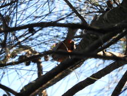 Image of Black-faced Monarch