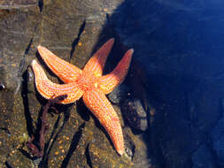 Image of Common sea star