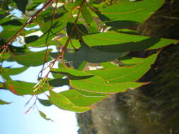 Image of Eucalyptus olida L. A. S. Johnson & K. D. Hill