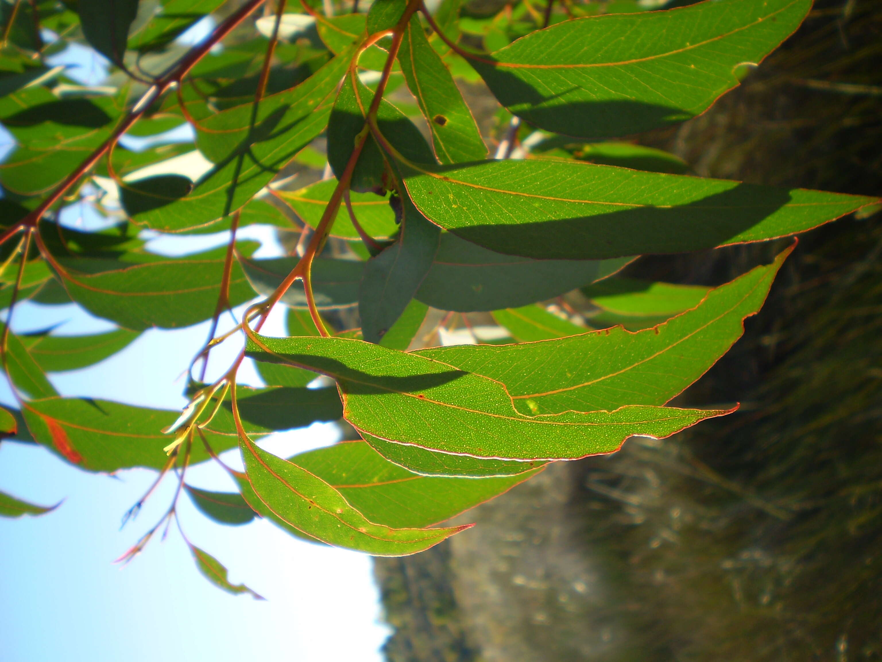 Image of Eucalyptus olida L. A. S. Johnson & K. D. Hill