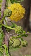 Plancia ëd Vachellia erioloba (E. Mey.) P. J. H. Hurter