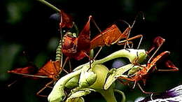 Image of Flag-footed Bug