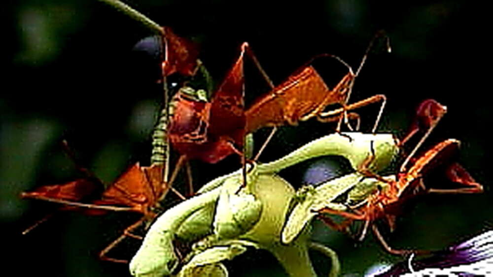 Image of Flag-footed Bug