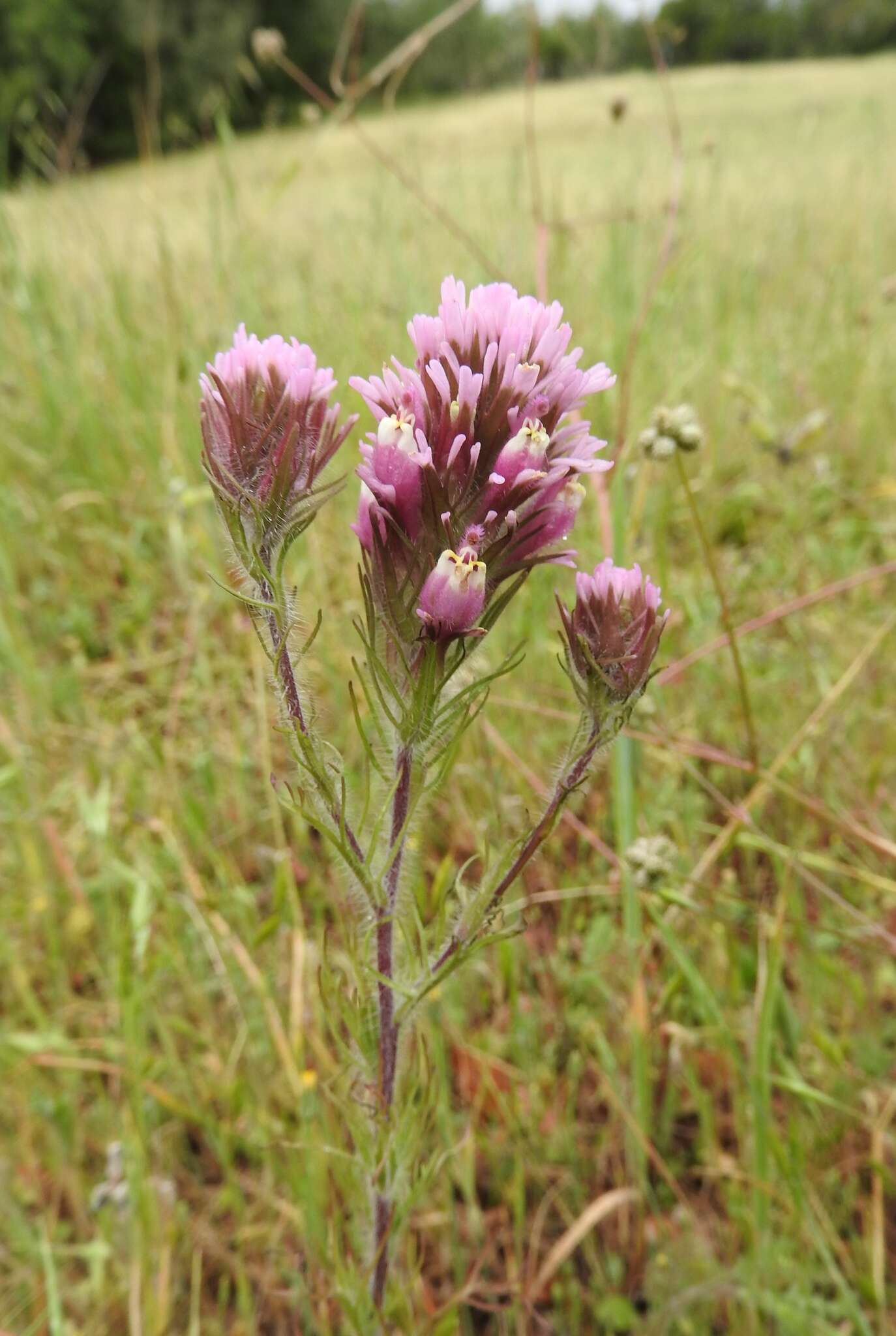 Image of exserted Indian paintbrush