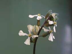 Image of cultivated radish