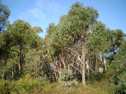 Image of Eucalyptus olida L. A. S. Johnson & K. D. Hill