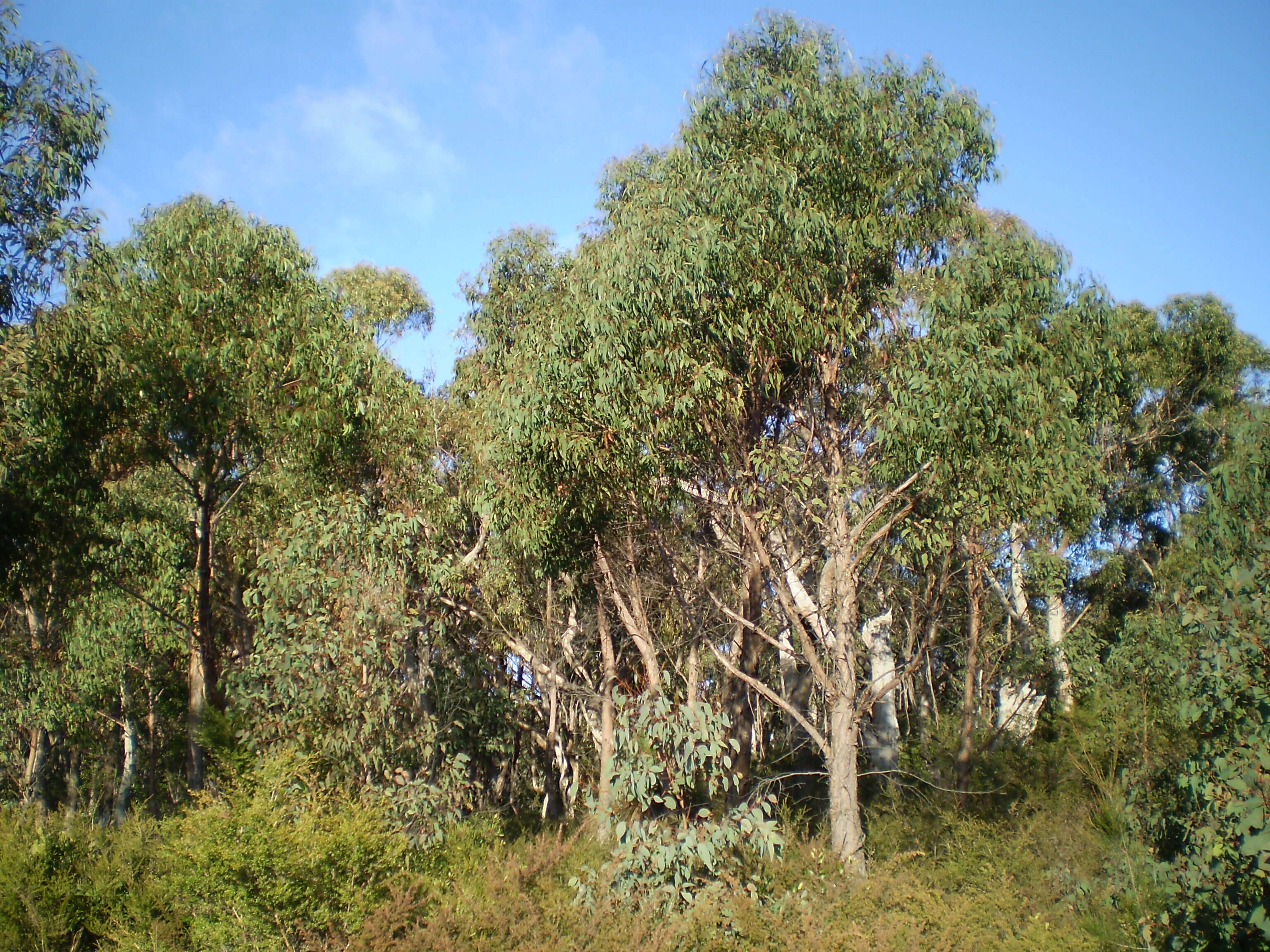 Image of Eucalyptus olida L. A. S. Johnson & K. D. Hill