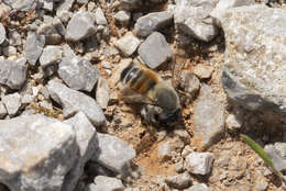 Image of Megachile montenegrensis Dours 1873