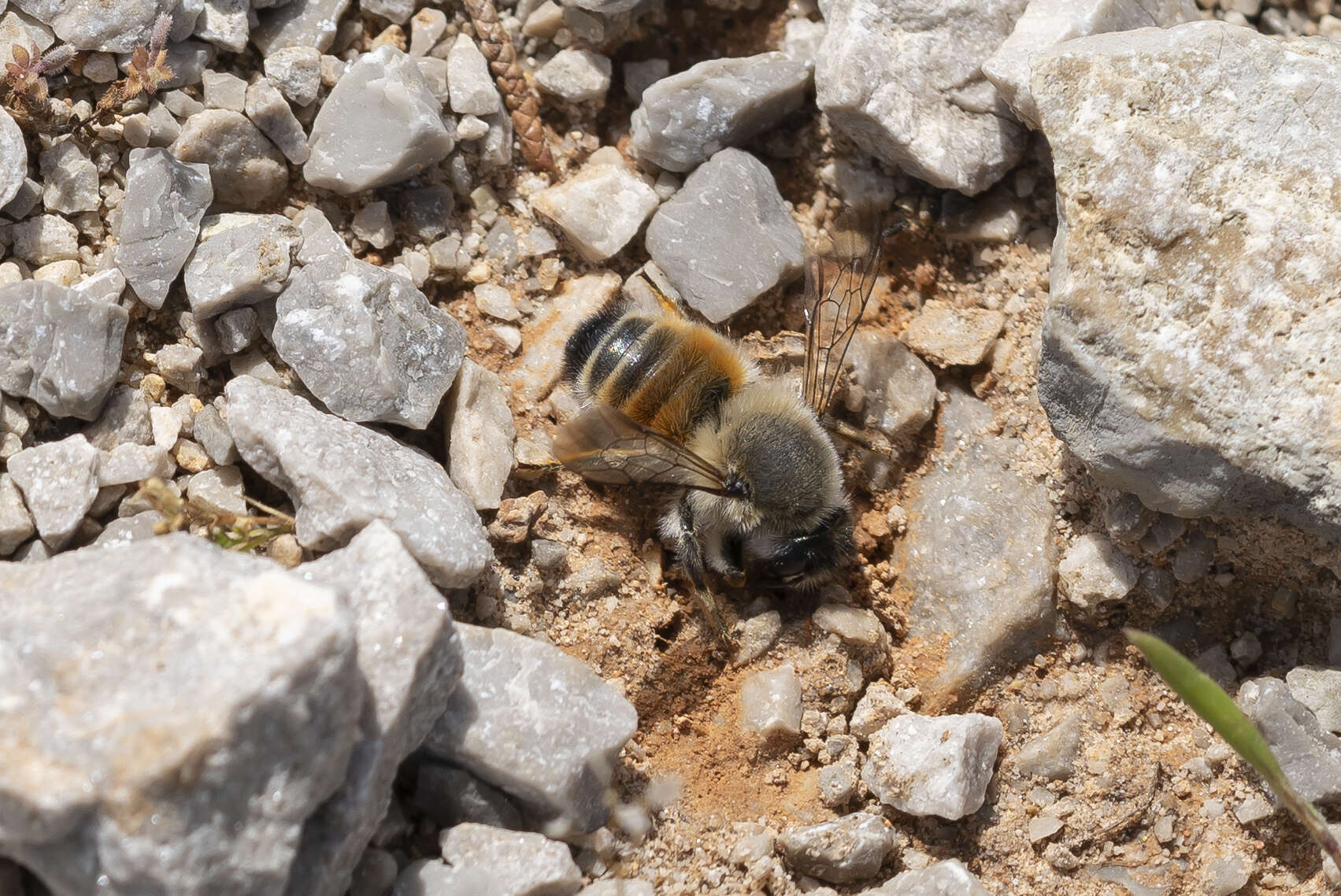 Image of Megachile montenegrensis Dours 1873