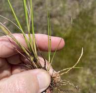 Image of Coastal Beak Sedge