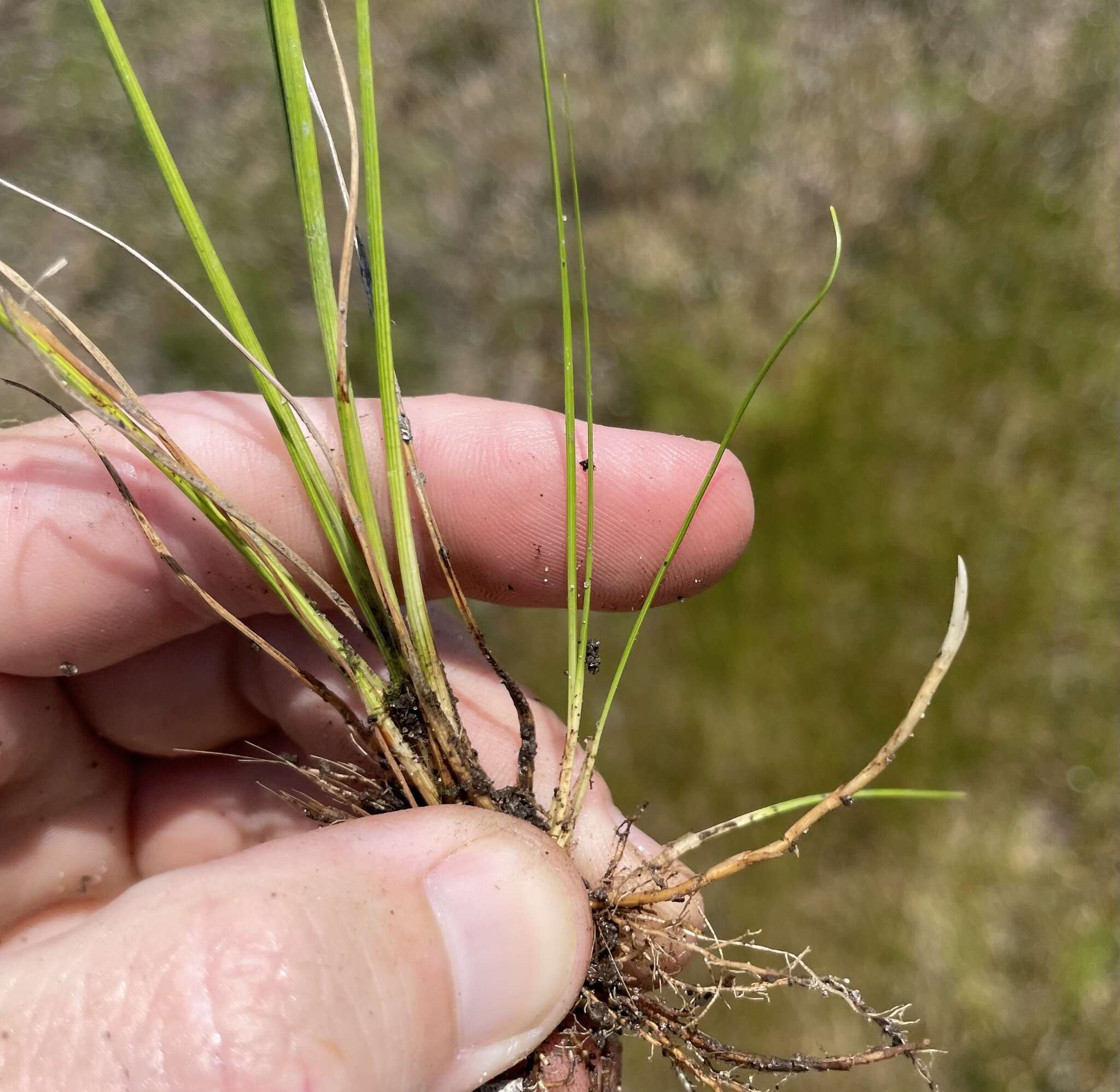 Sivun Rhynchospora pleiantha (Kük.) Gale kuva