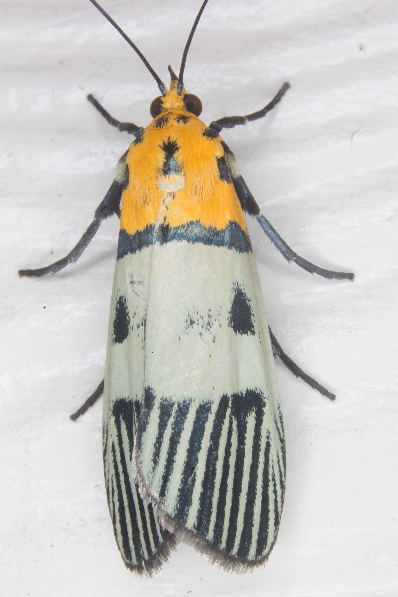 Image de Vitessa glaucoptera Hampson 1906