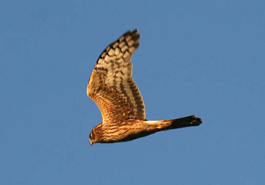 Image of Northern Harrier