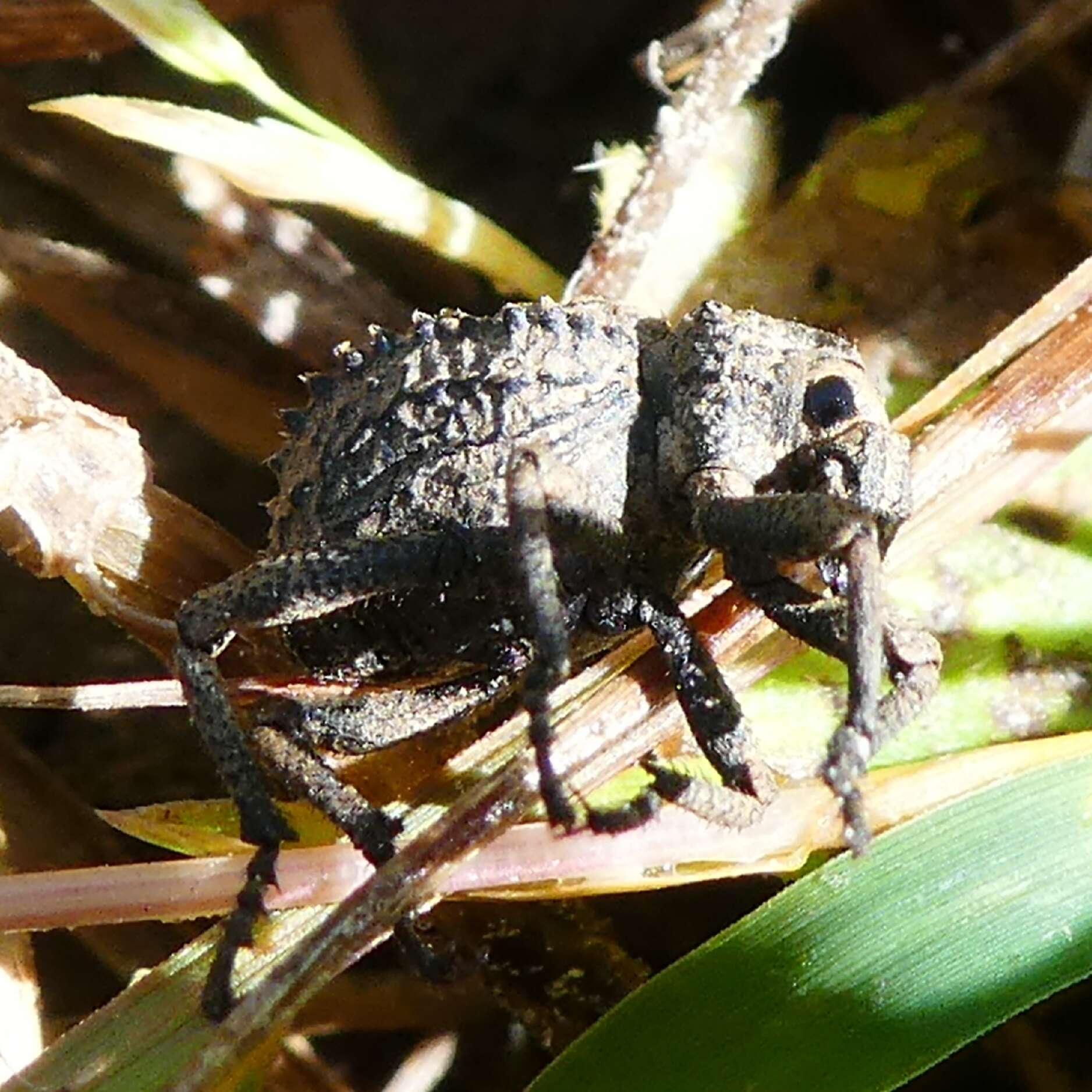 Image of Brachycerus muricatus Olivier & A. G. 1790