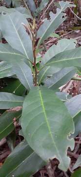 Image of Pleioluma queenslandica (P. Royen) Swenson