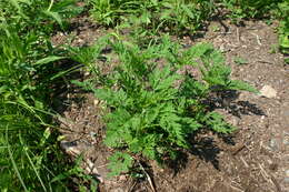 Image of annual ragweed