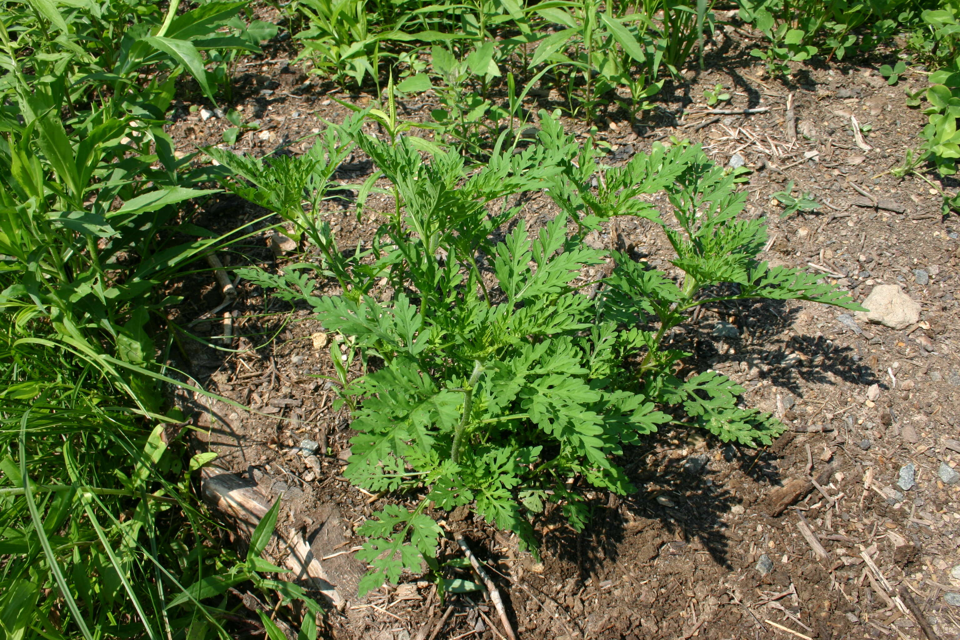 Image of annual ragweed