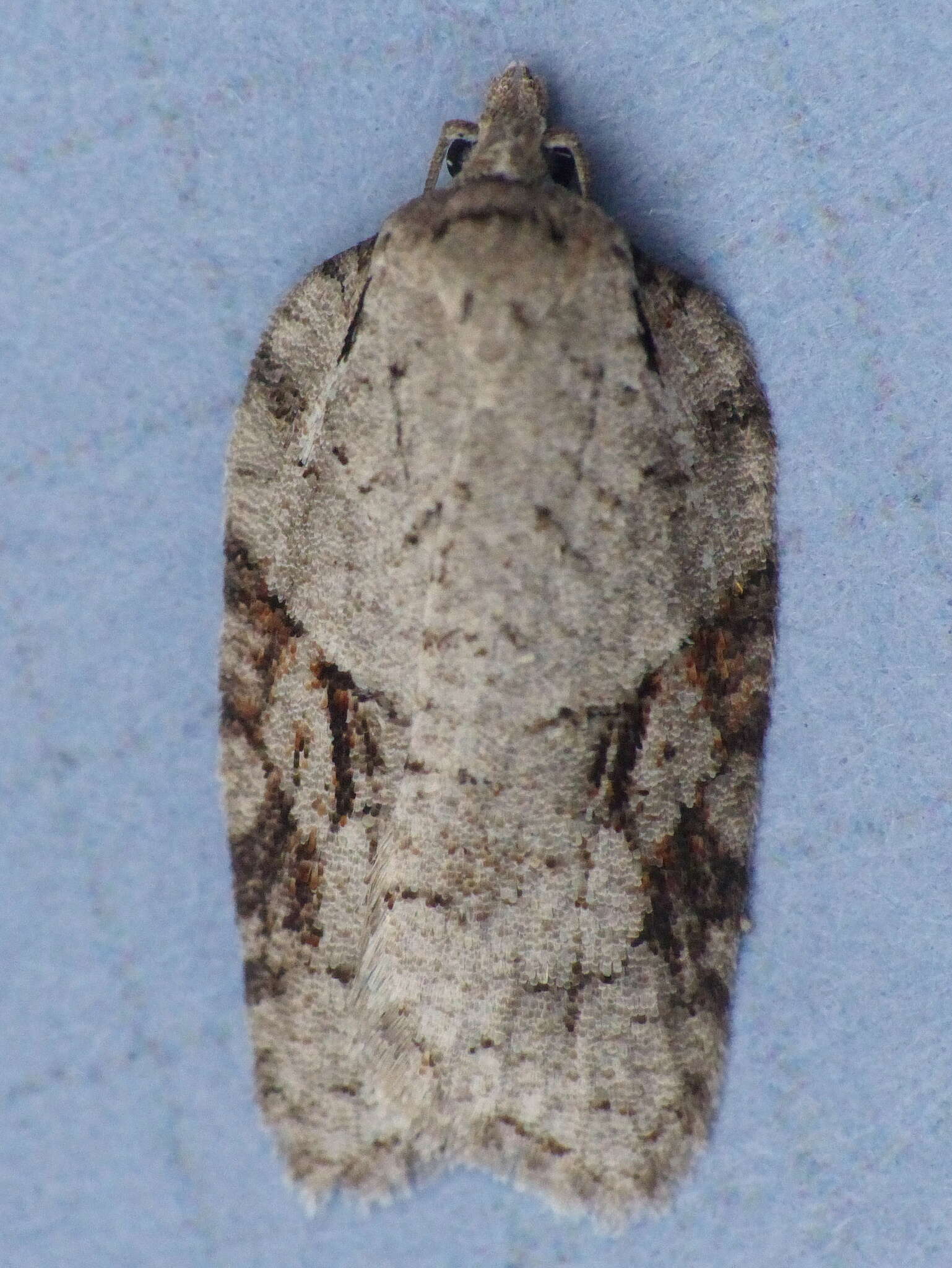 Image of Acleris ptychogrammos Zeller 1875