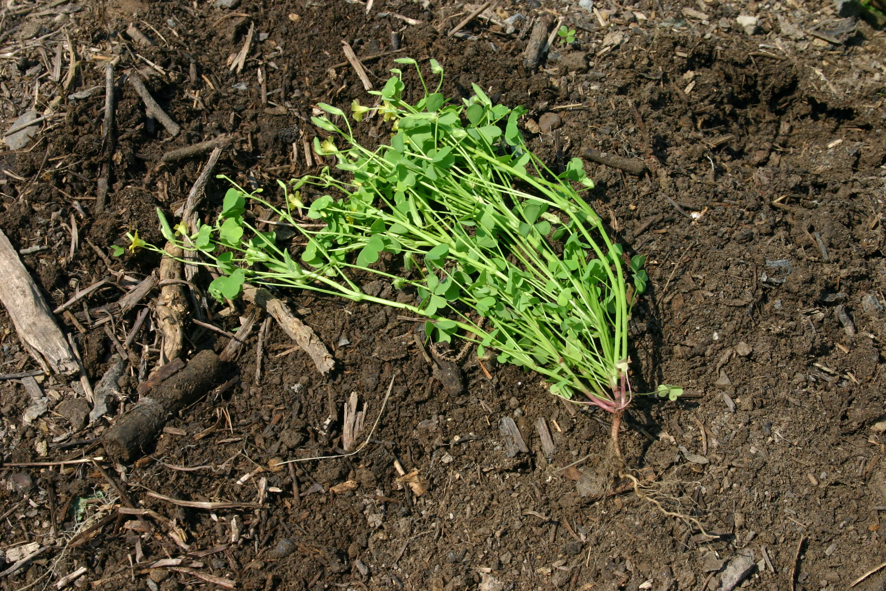 Imagem de Oxalis stricta