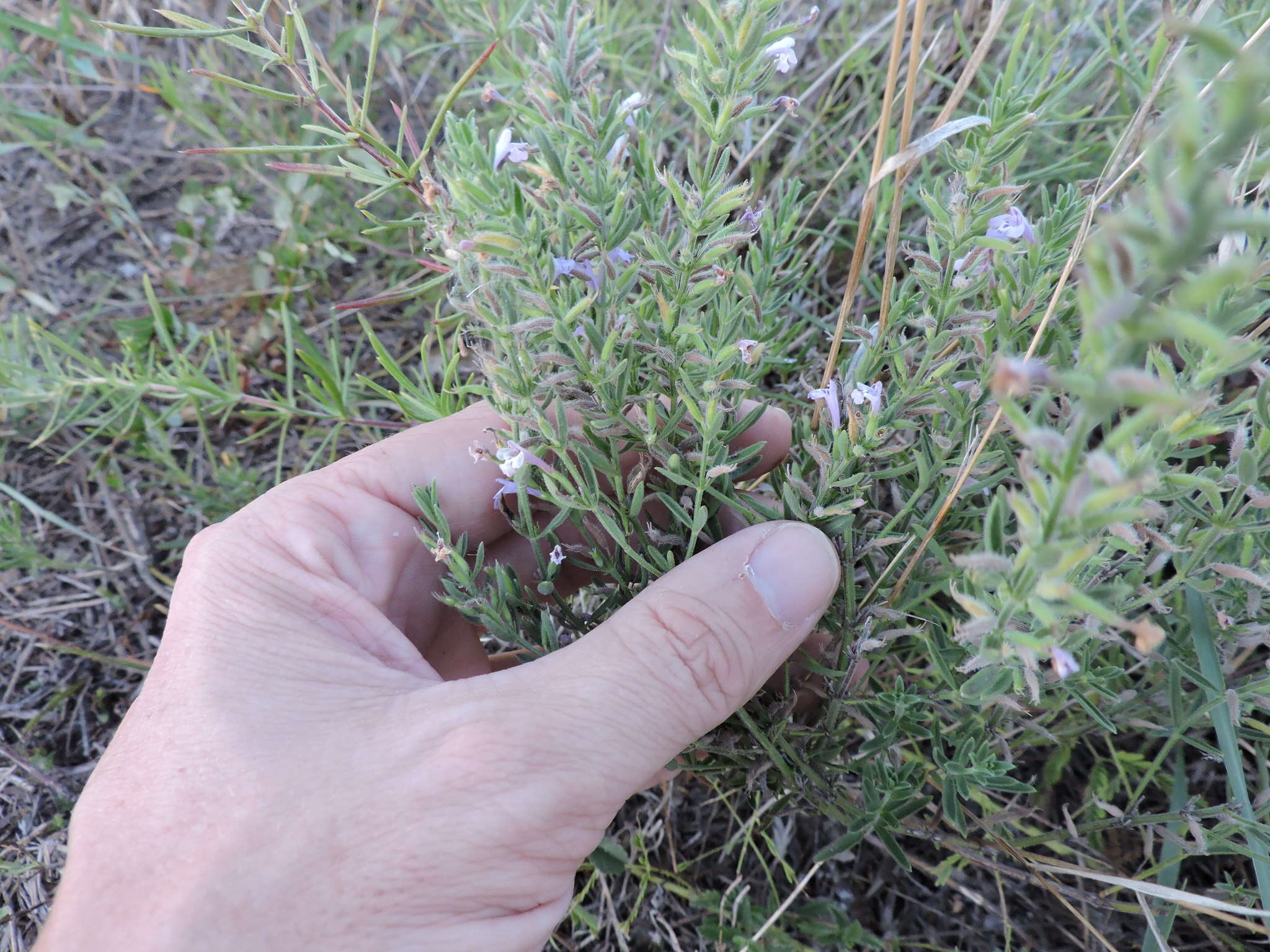 Hedeoma reverchonii (A. Gray) A. Gray resmi