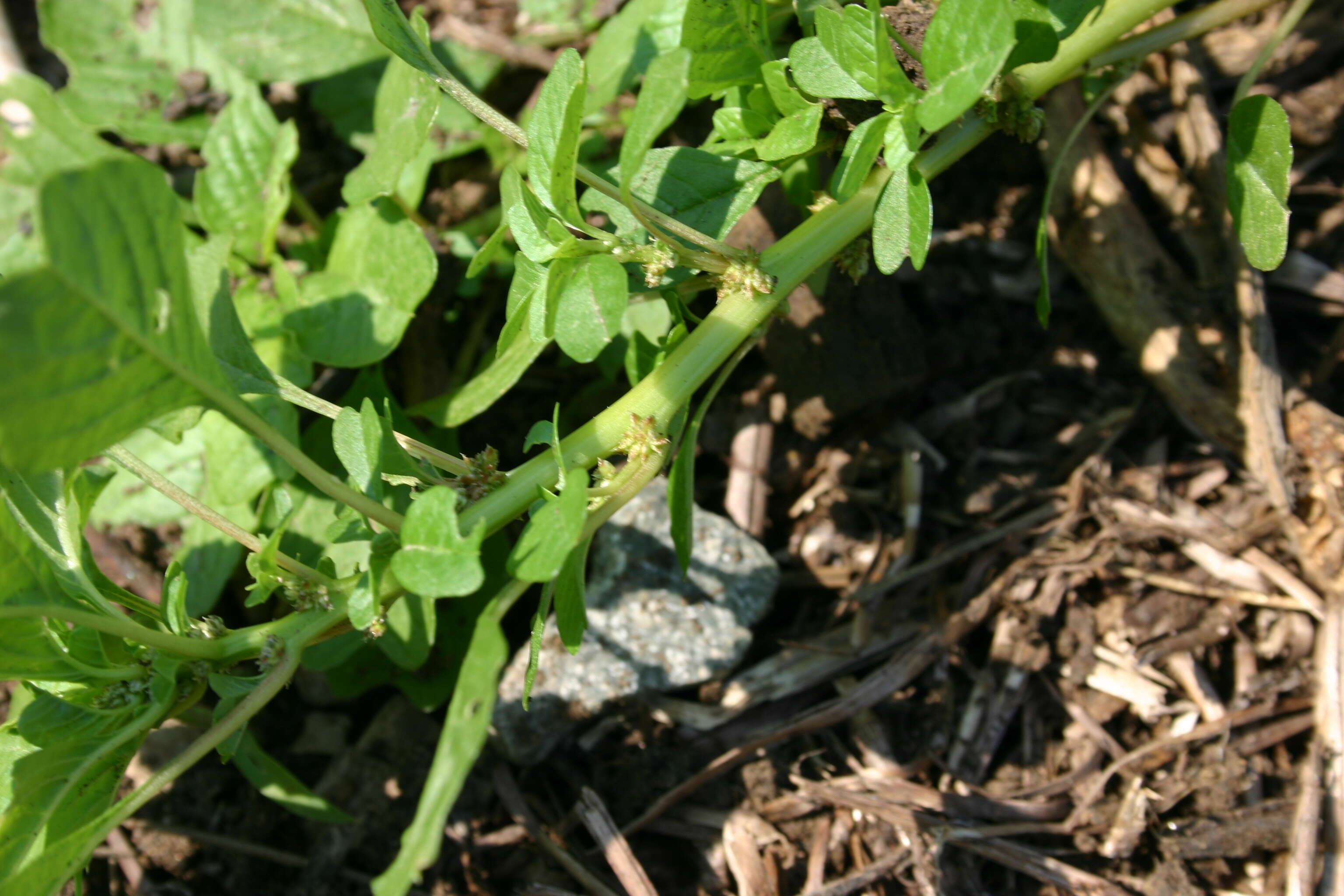 Imagem de Amaranthus blitoides S. Wats.