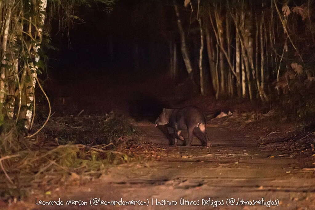 Image de Tapirus terrestris terrestris (Linnaeus 1758)