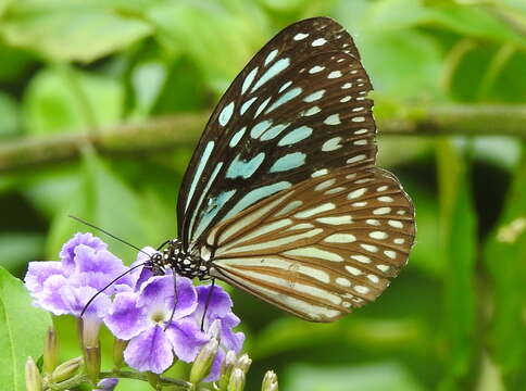 Image of Ideopsis similis persimilis Moore