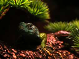 Image of Green Spiny Lizard