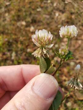 Image of small white clover