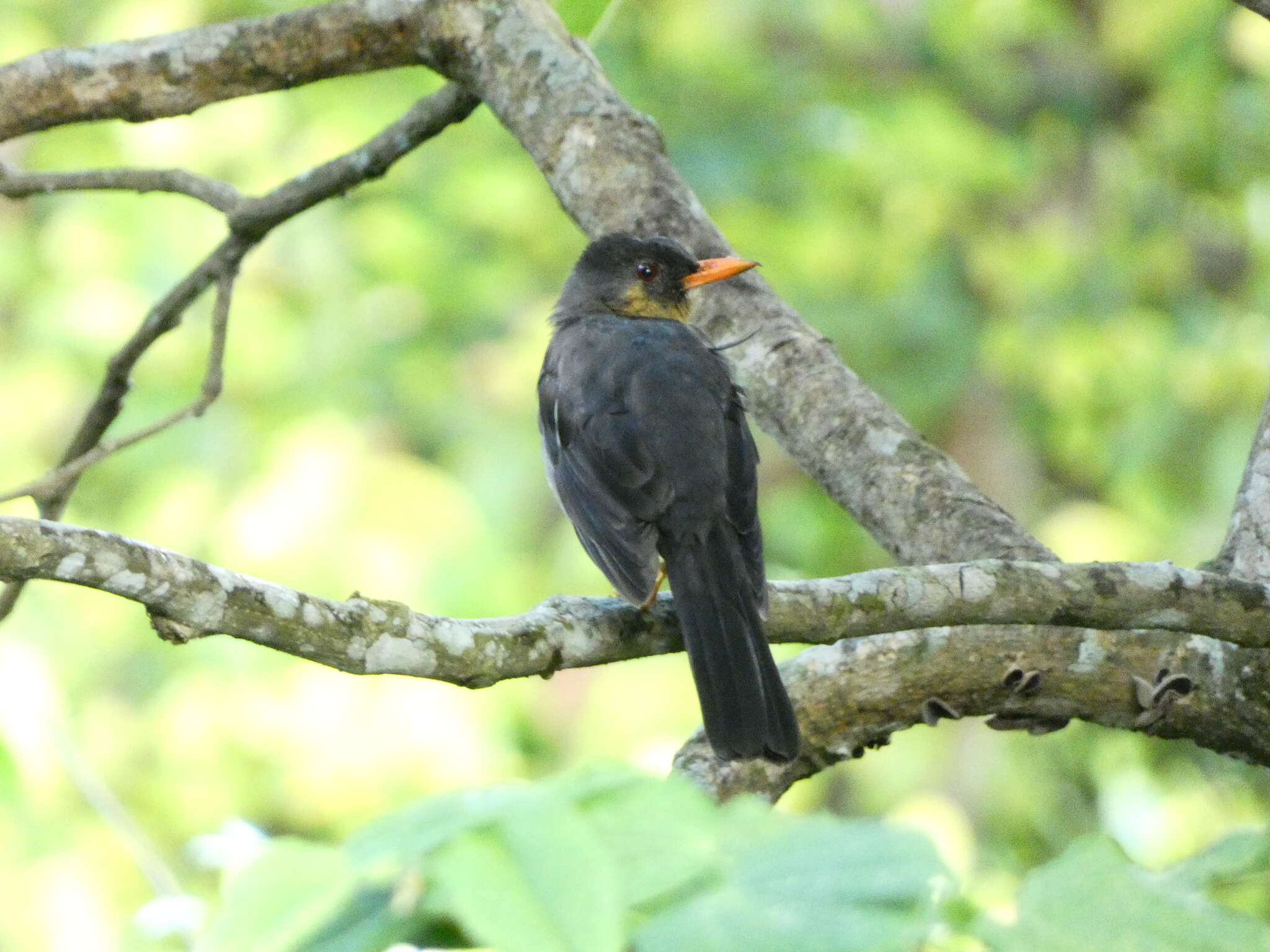 Image of White-chinned Thrush