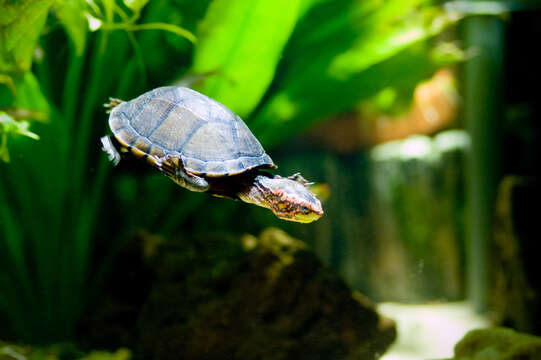 Image of Scorpion mud turtle