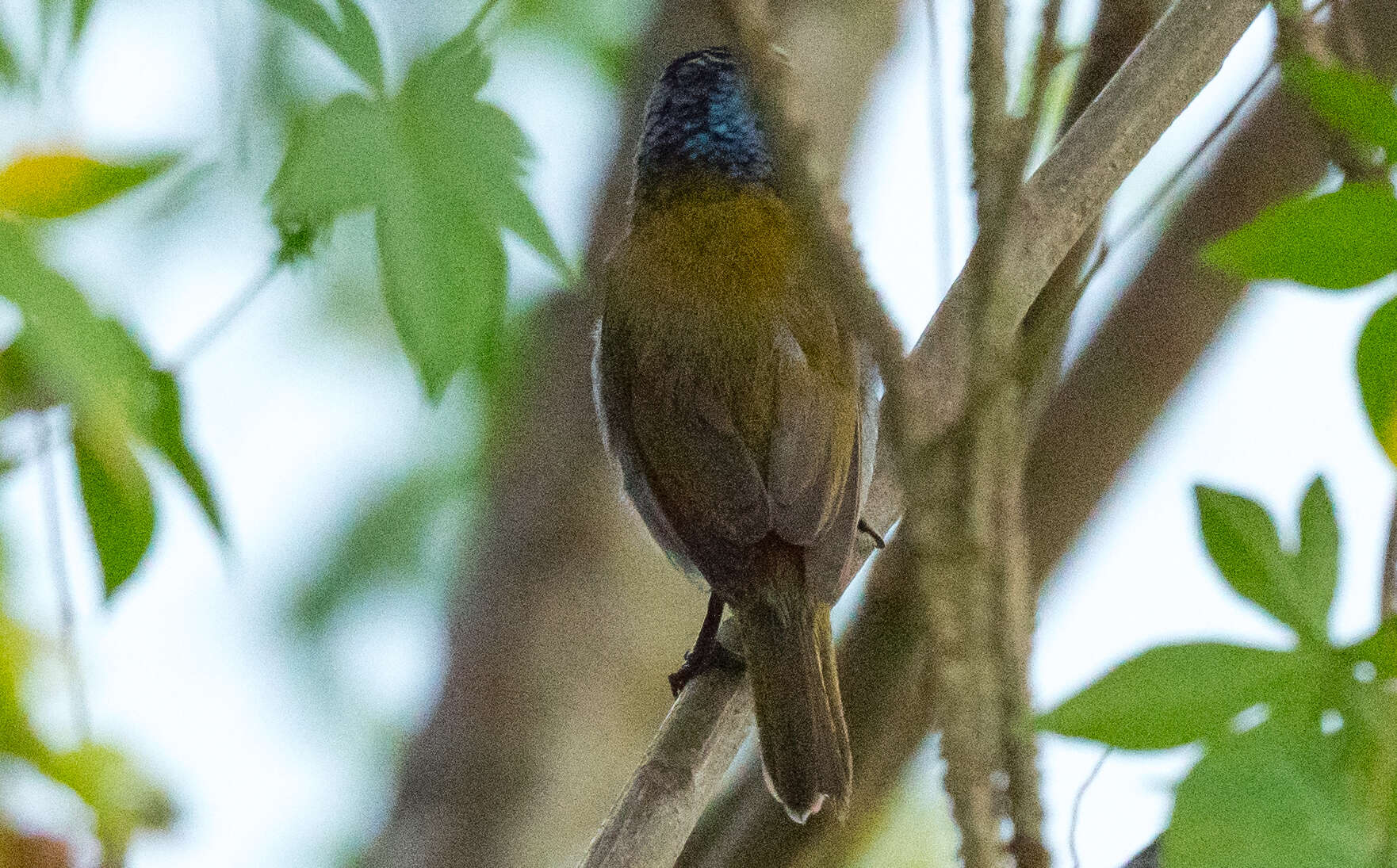 Image of Green-headed Sunbird