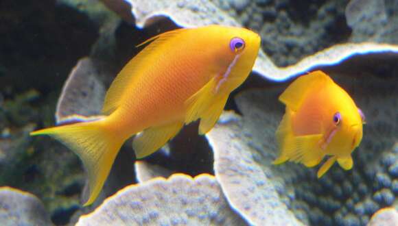 Image of Anthias