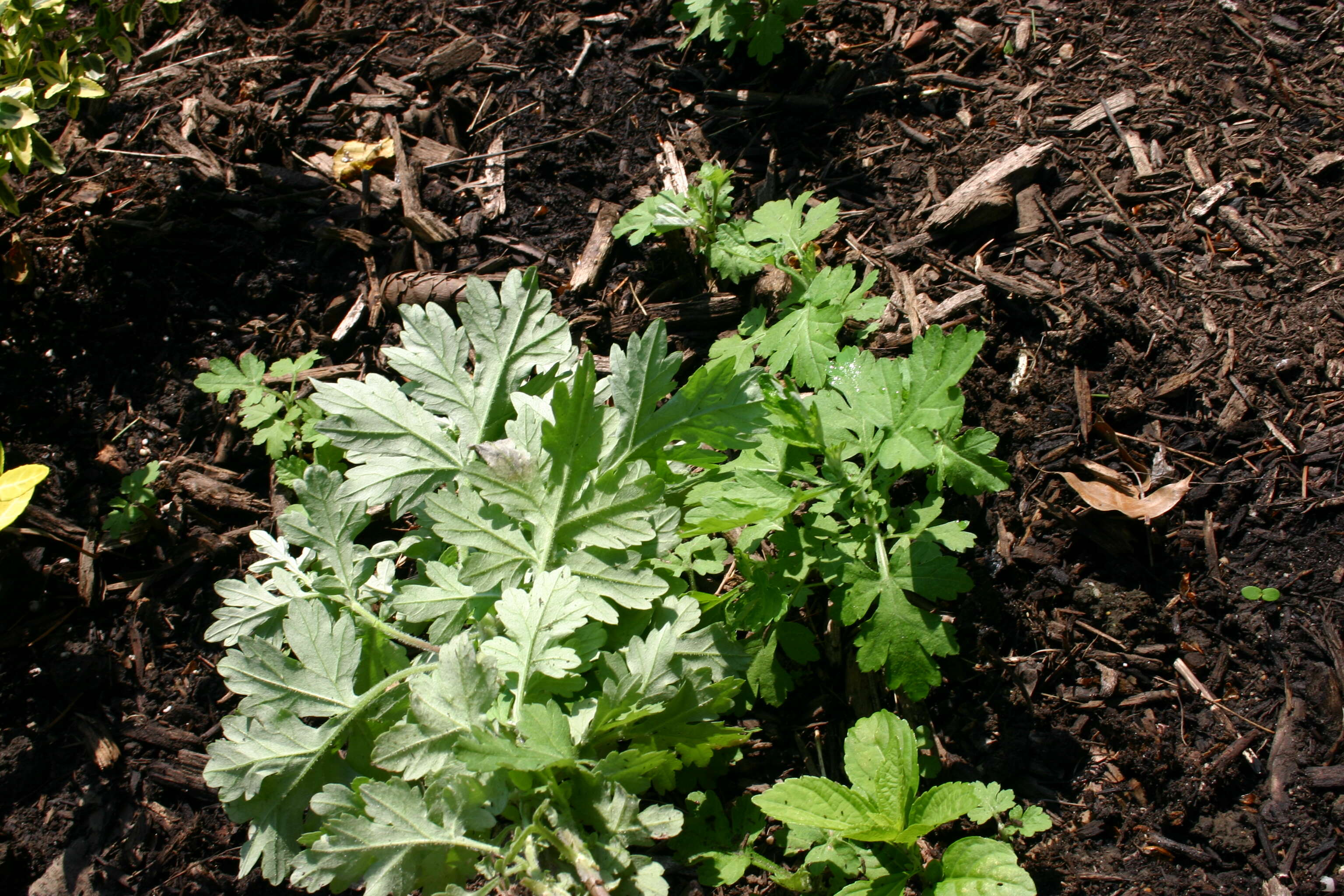 Image of common wormwood