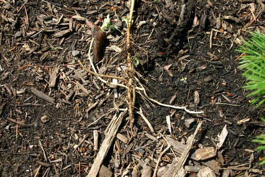 Image of common wormwood