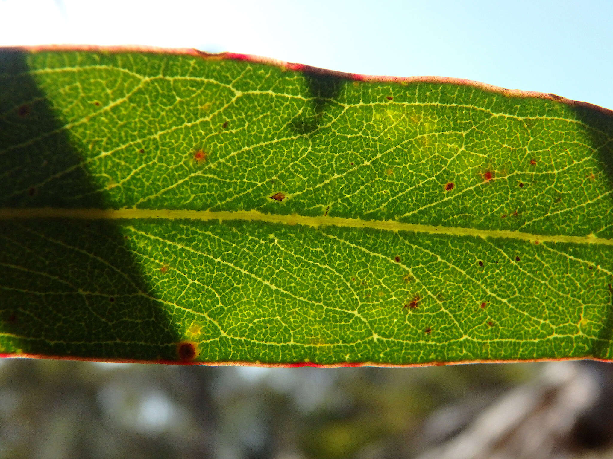 صورة Eucalyptus microcarpa (Maiden) Maiden