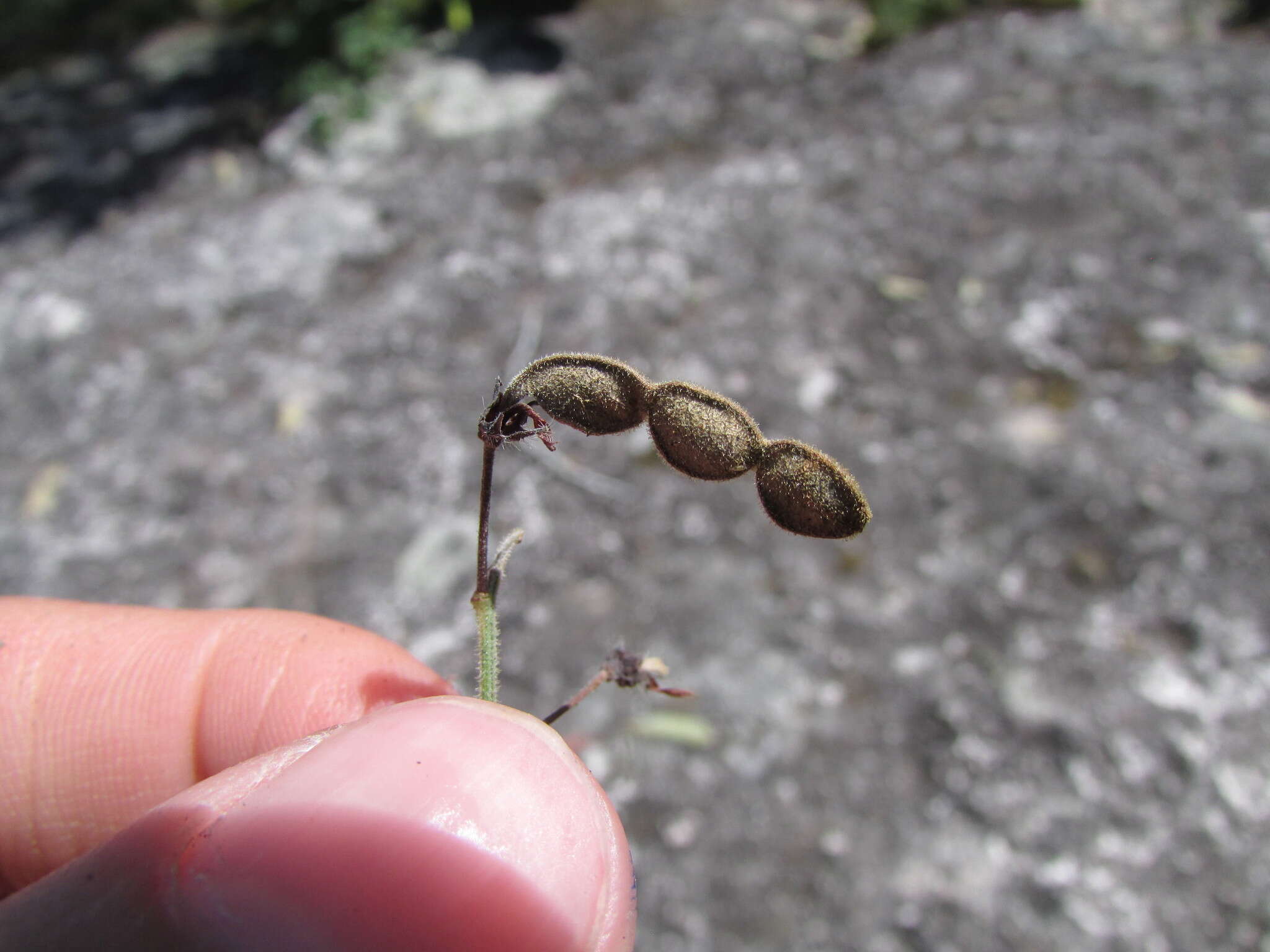 Image of Graham's ticktrefoil