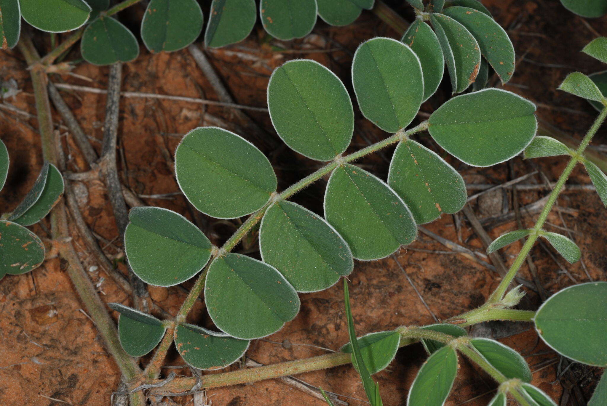 Image of Lindheimer's hoarypea