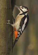 Image of Great Spotted Woodpecker