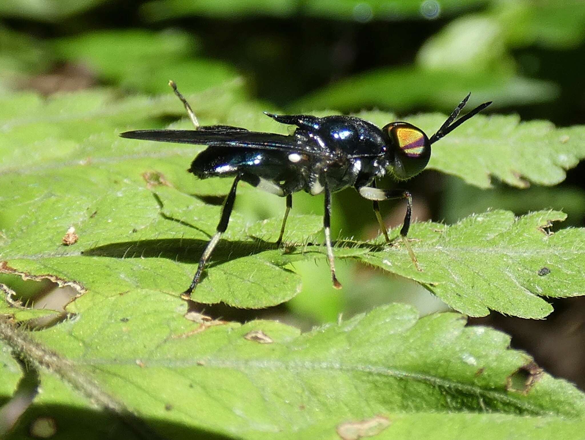 Image of Cyphomyia varipes Gerstaecker 1857