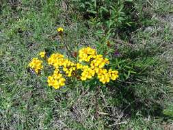 Image de Tagetes lucida Cav.