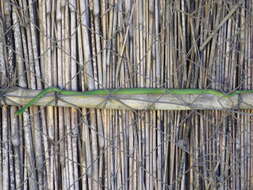 Image of Green Water Snake