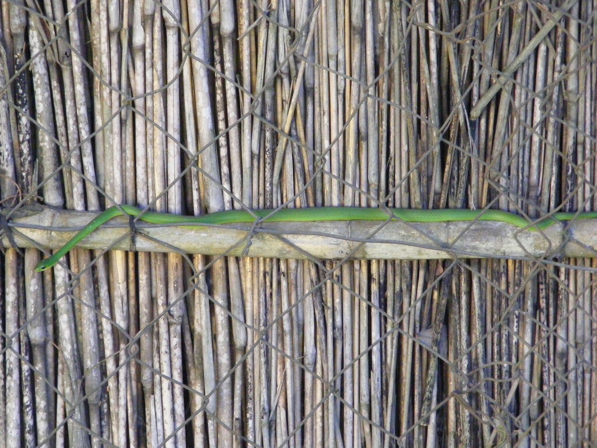 Image of Green Water Snake