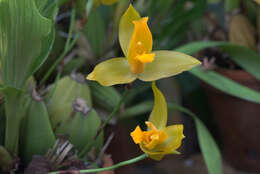 Image of Sweet scented Lycaste