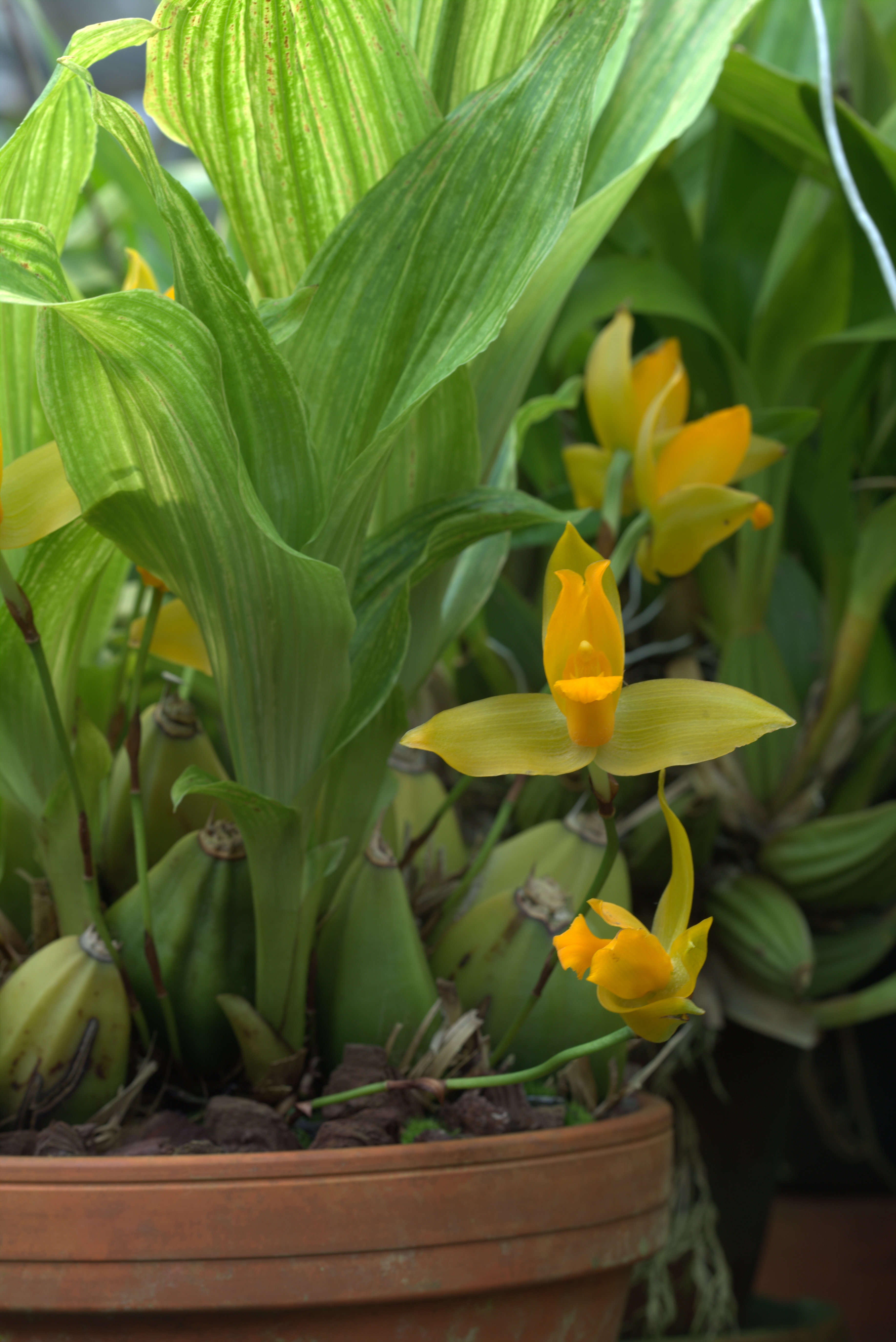 Image of Sweet scented Lycaste