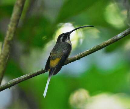 Image of Tawny-bellied Hermit