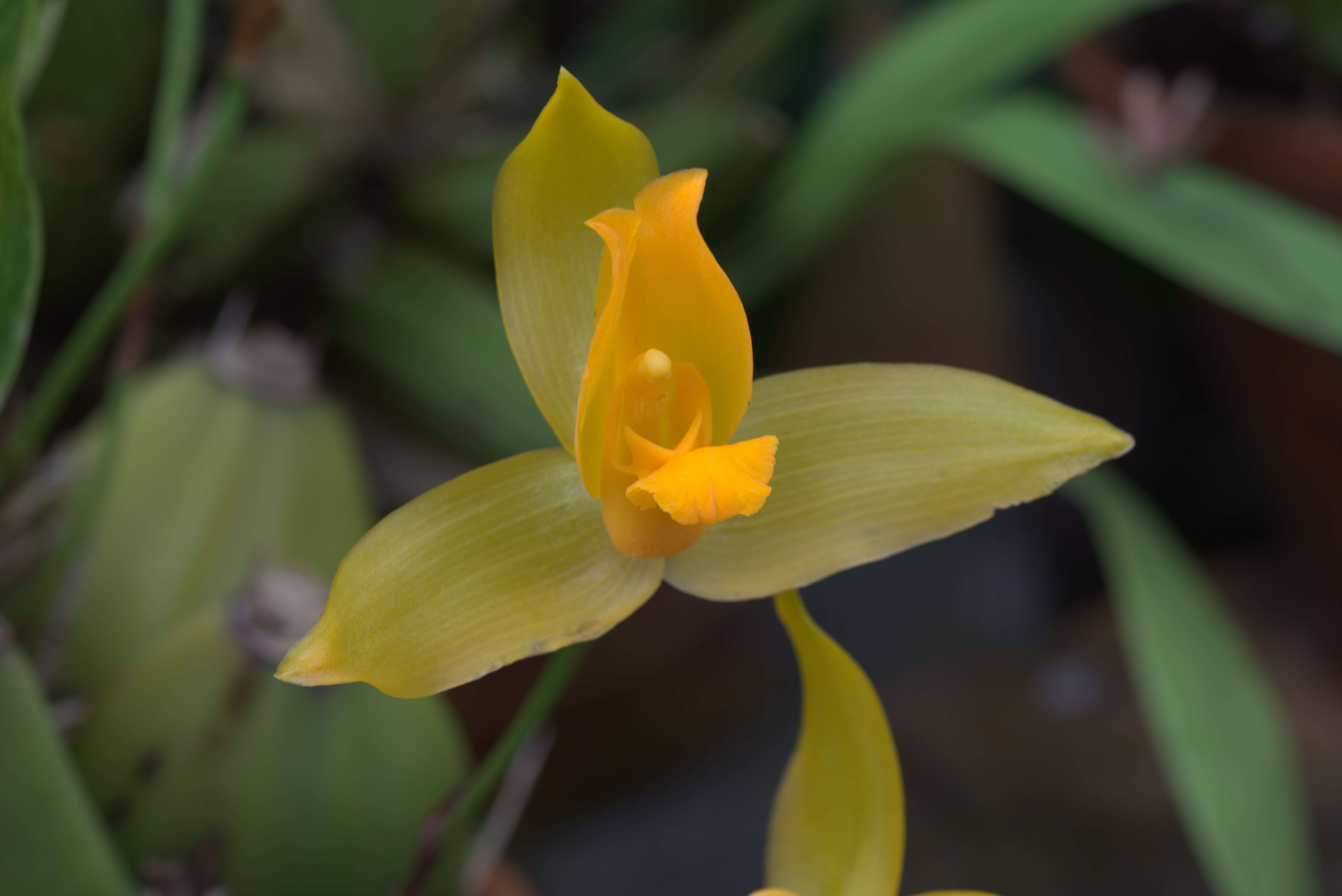 Image of Sweet scented Lycaste